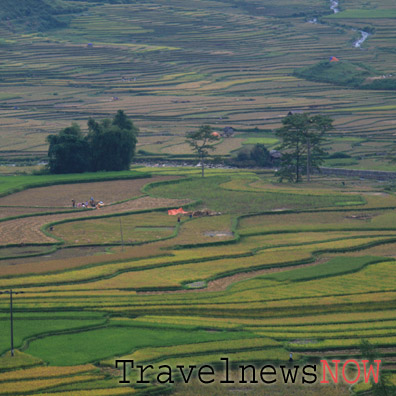 A good angle for shooting the rice terraces at Tu Le - Cao Pha Valley, Yen Bai, Vietnam