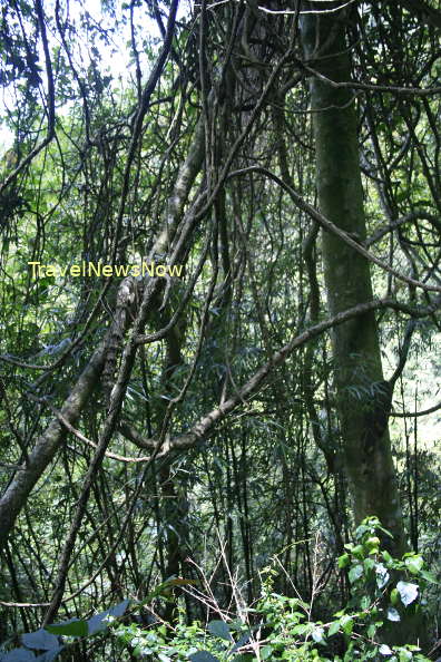 Khe Ro Forest in Bac Giang Province