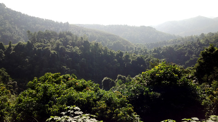 Forest on the trekking tour in Cao Bang Vietnam