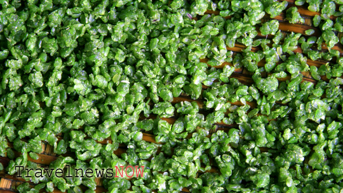 Com (Dry Fried Unripe Sticky Rice) - Vietnamese Food