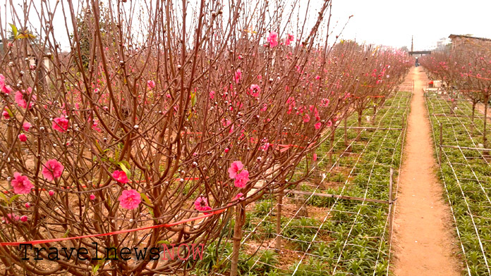 Peach flower fields at Nhat Tan, Hanoi, Vietnam