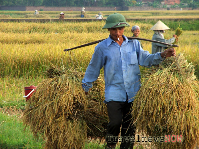 Harvesting rice in North Vietnam