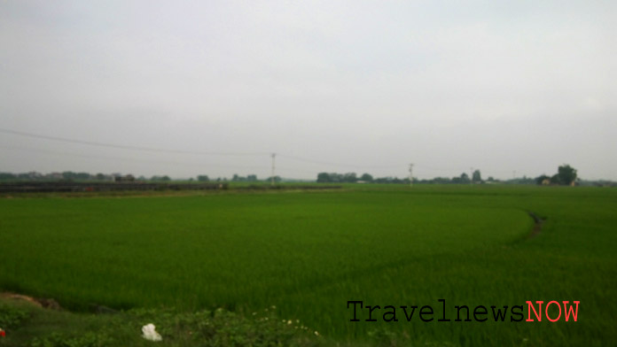 Ricefields at Son Tay, Ha Tay, Vietnam