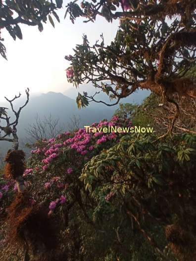 Rhododendron blossoms on mountain top of the Pu Ta Leng Mountain in Lai Chau Vietnam