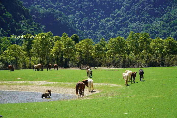 Horses on the green pasture of Dong Lam in Lang Son Province