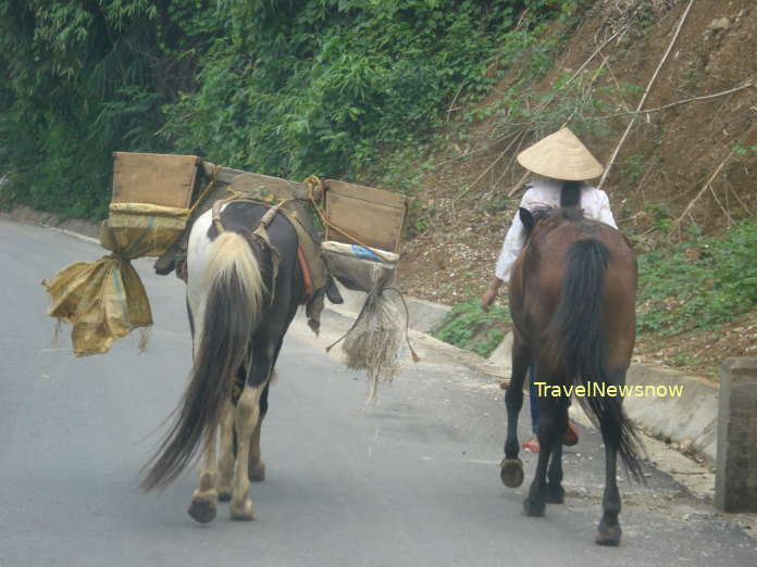A lady with two horses on a road at Bac Ha, Lao Cai, Vietnam