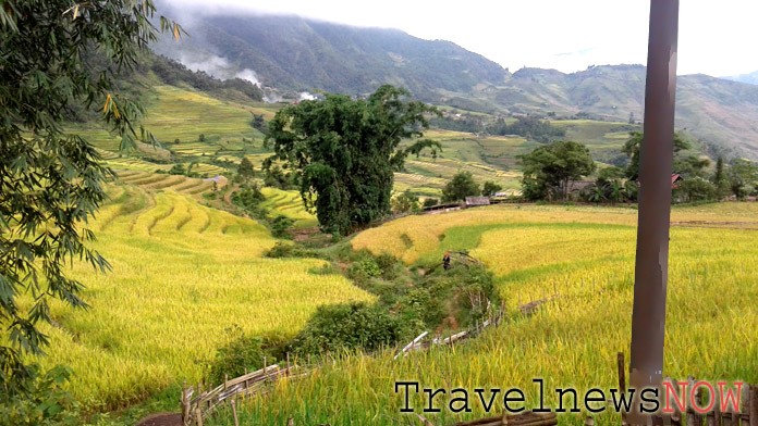 Golden rice terraces at Den Sang, Bat Xat, Lao Cai, Vietnam