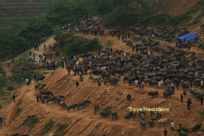 The corner for water buffalo trade at the Can Cau Saturday Market in Si Ma Cai, Lao Cai, Vietnam