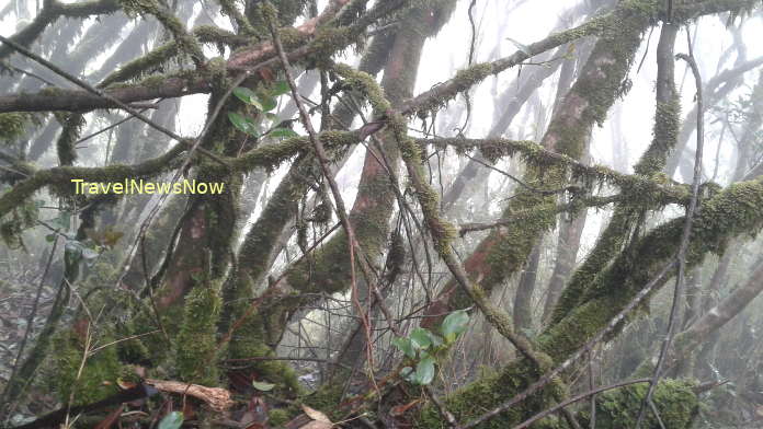 On high altitudes the vegetation changes from amazing to extraordinary