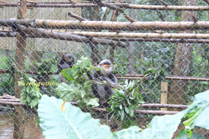 A gray-shanked langur at the Primate Rescue Center at Cuc Phuong National Park