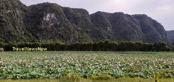 Embarking on a walking tour at Tam Coc, you will be surrounded by paddy fields, limestone mountains, lotus flower lakes...