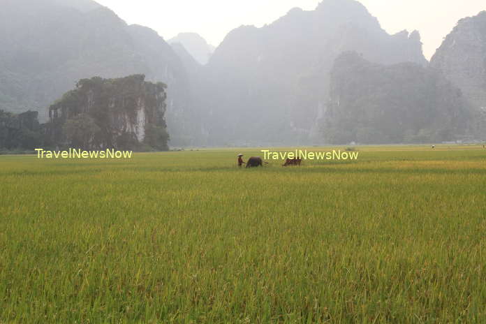Bucolic rice fields against limestone mountains at Tam Coc, Ninh Binh
