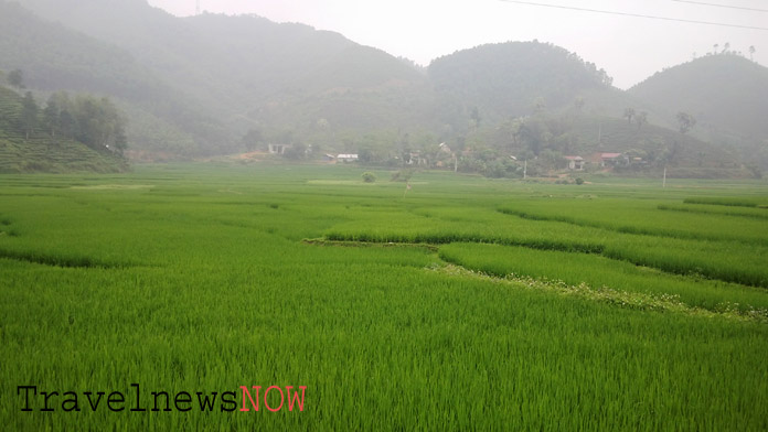 Bucolic ricefields at Tan Son, Phu Tho