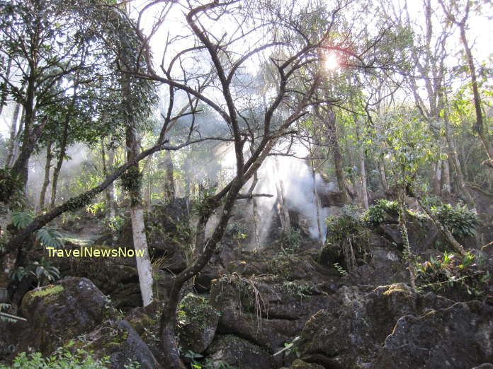 Forest on the Ham Rong Mountain at Sapa Vietnam