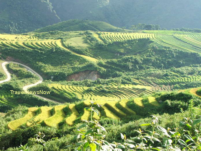 Rice terraces in Sapa