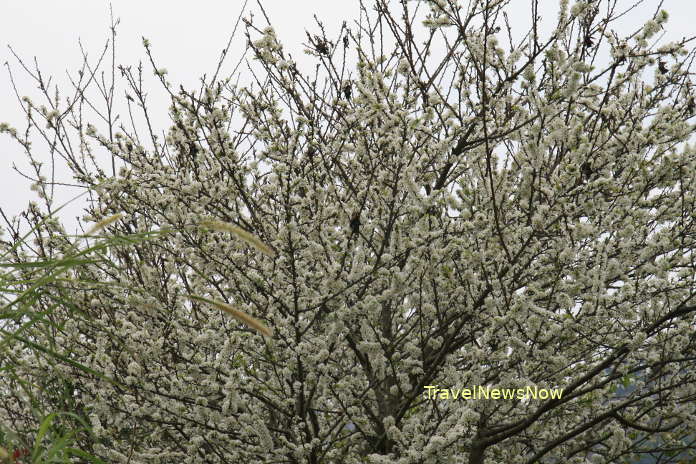 Plum flower forest in January and February at Moc Chau, Son La