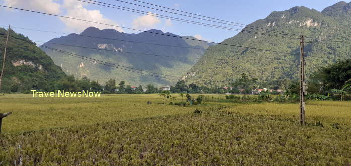 Rice fields on the outskirt of Pho Doan Township at Pu Luong