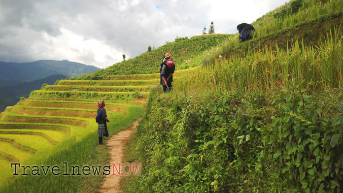 Hmong amid Mu Cang Chai rice terraces