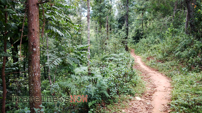 A trail throug a thin forest at Mu Cang Chai