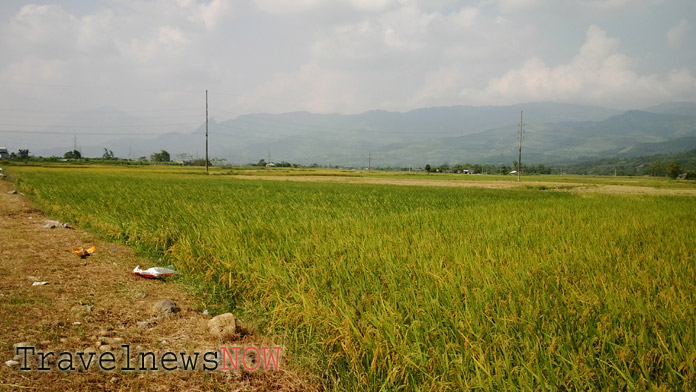 Rice fields at the Muong Lo Valley, Nghia Lo, Yen Bai