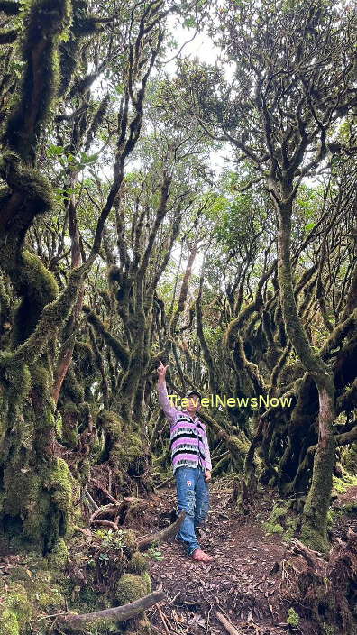Mossy forest at the Ta Xua Mountain