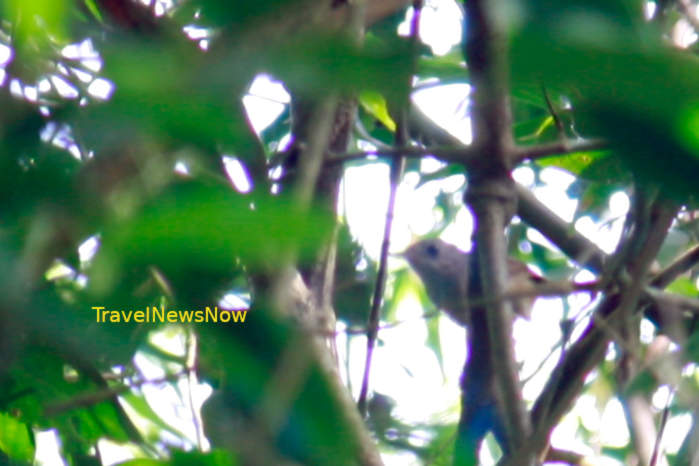 Buff-breasted babbler in Vietnam