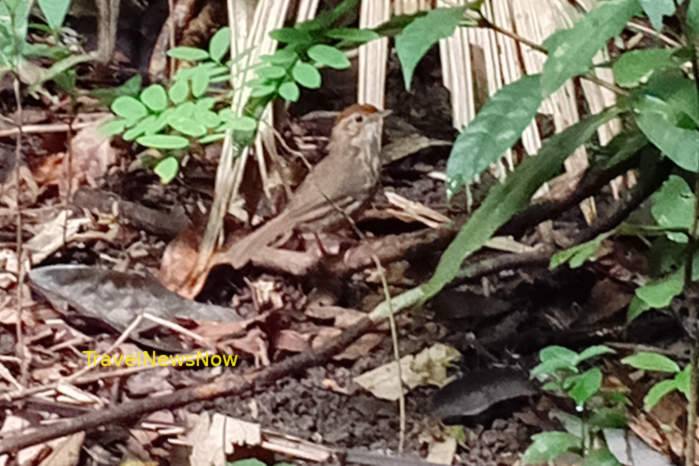 Puff-throated babbler in Vietnam