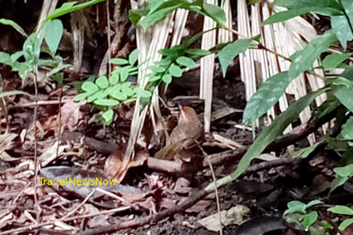 Puff-throated babbler in Vietnam
