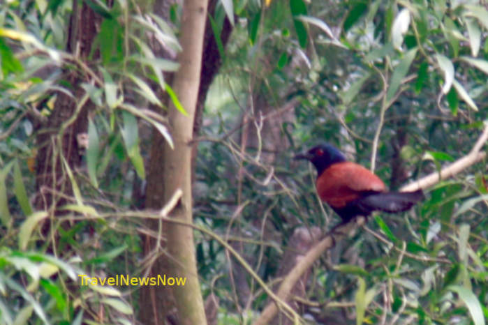 Greater coucal in Vietnam