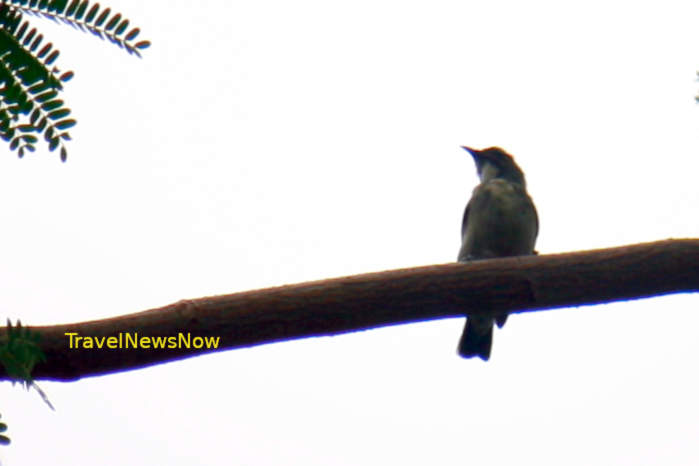 Scarlet-backed flowerpecker in Vietnam