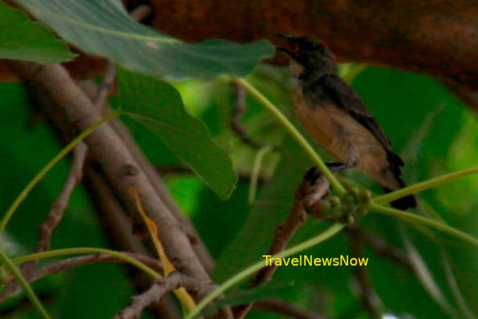 The Bird with a Red Head in Vietnam