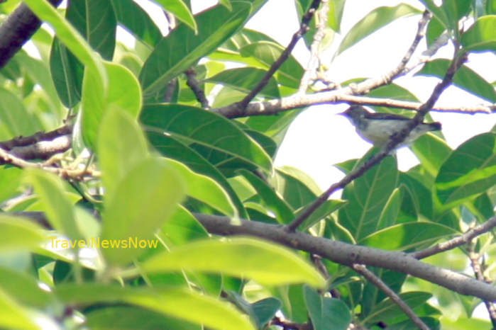 Scarlet-backed flowerpecker in Vietnam