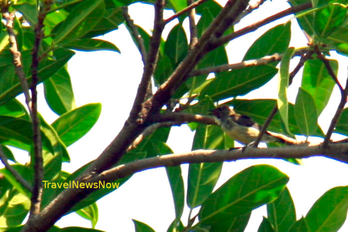 Scarlet-backed flowerpecker in Vietnam