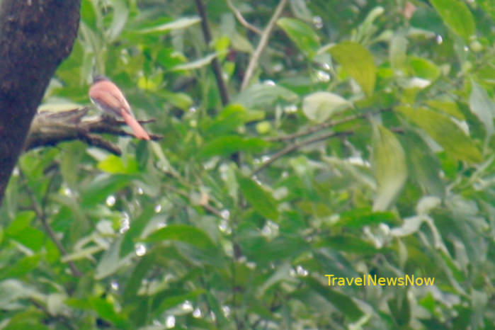 Blyth's Paradise-Flycatcher in Vietnam