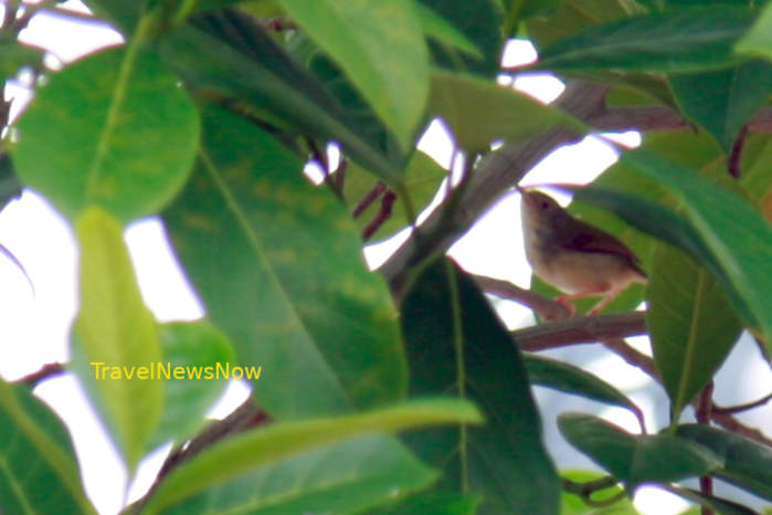 Common tailorbird in Vietnam