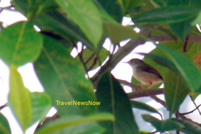 Common tailorbird in Vietnam