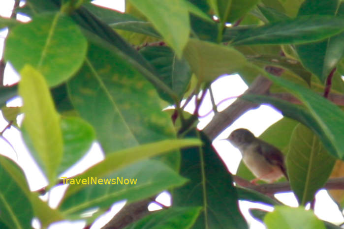 Common tailorbird in Vietnam