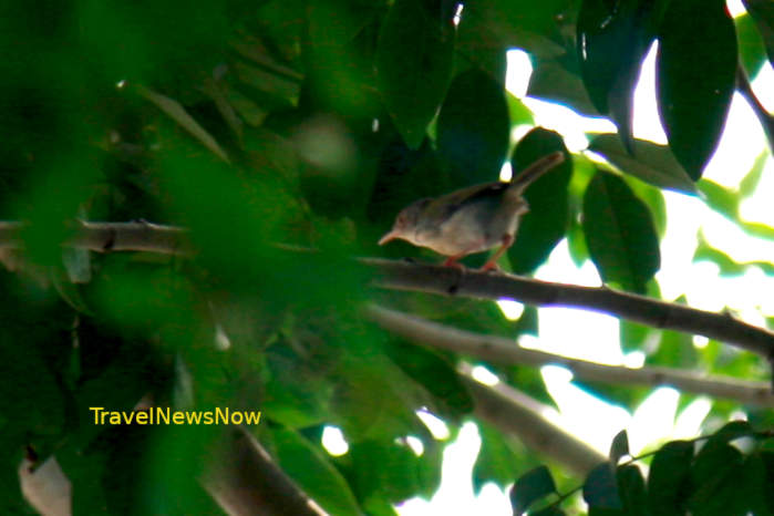 Common tailorbird in Vietnam