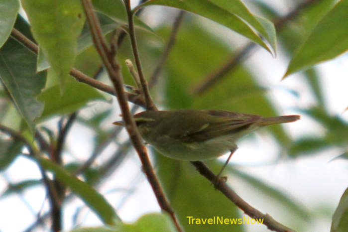 Arctic Warbler in Vietnam
