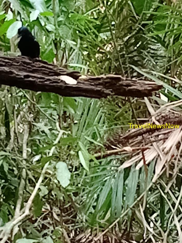 Most popular bird watching sites in Vietnam, Vietnam