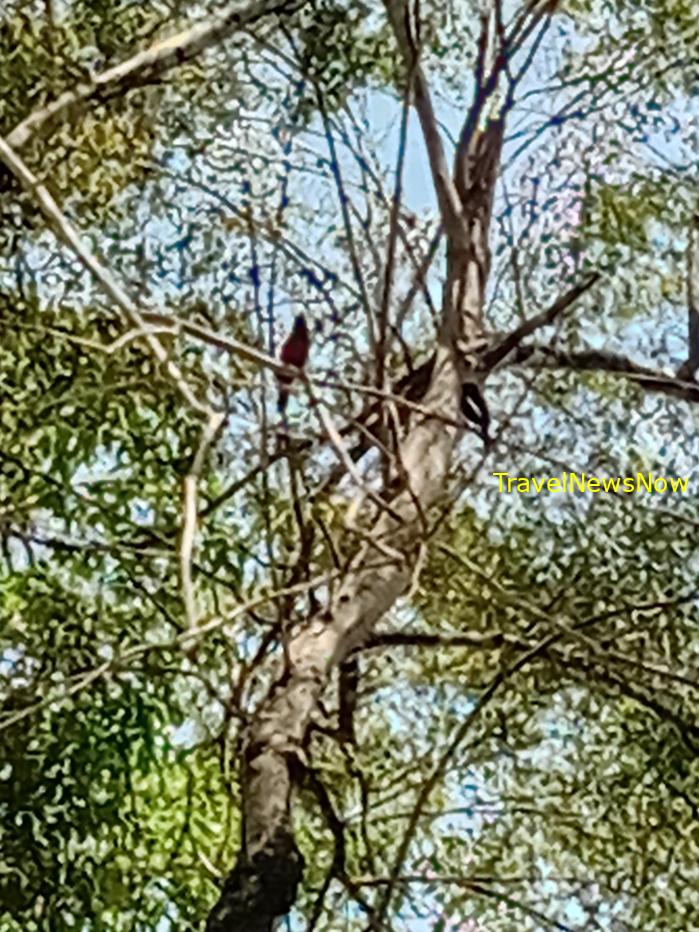 Most popular bird watching sites in Vietnam, Vietnam