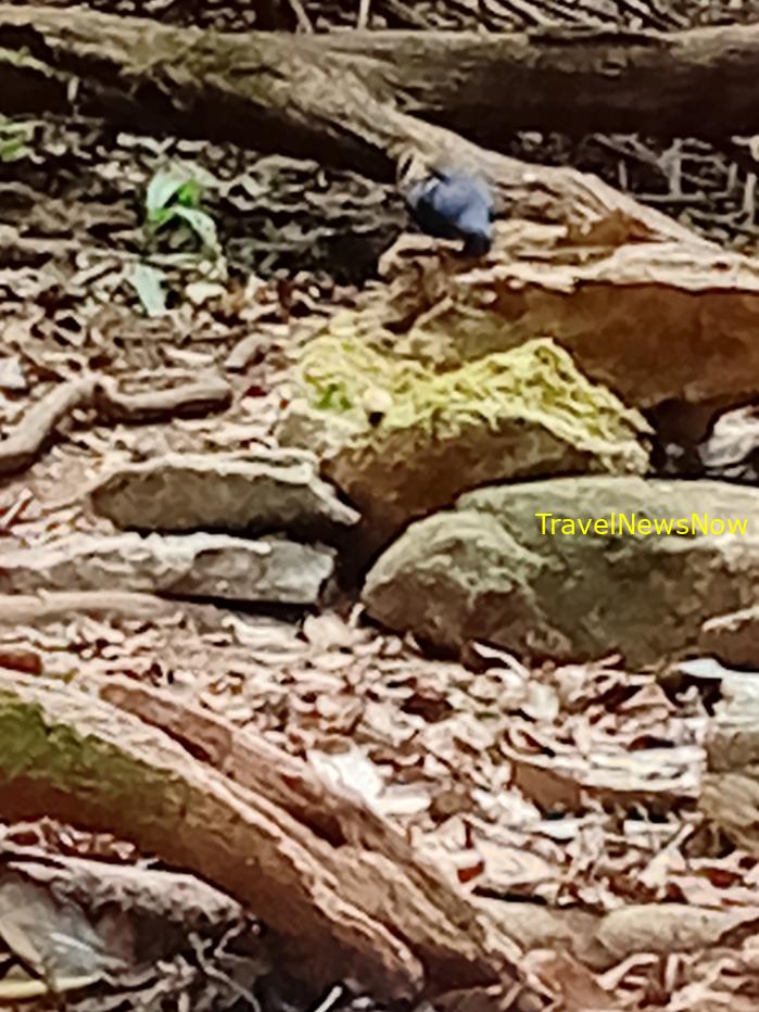 Most popular bird watching sites in Vietnam, Vietnam