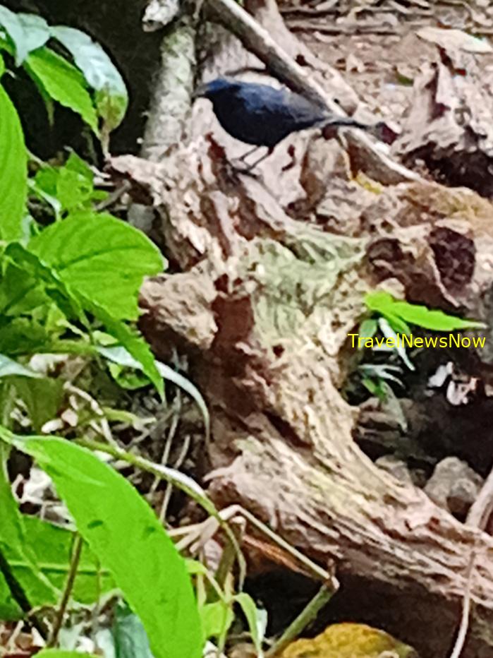 Most popular bird watching sites in Vietnam, Vietnam