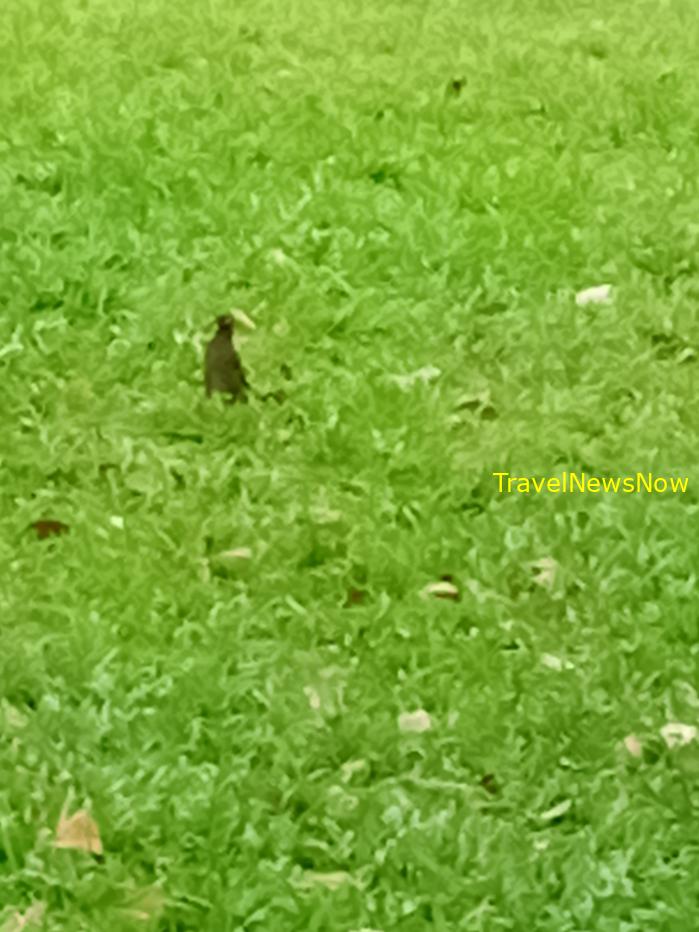 Most popular bird watching sites in Vietnam, Vietnam