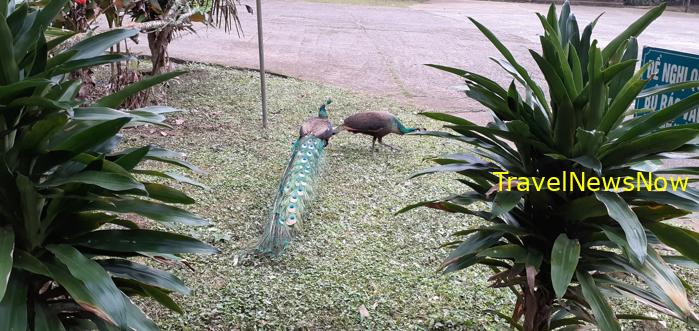 Most popular bird watching sites in Vietnam, Vietnam