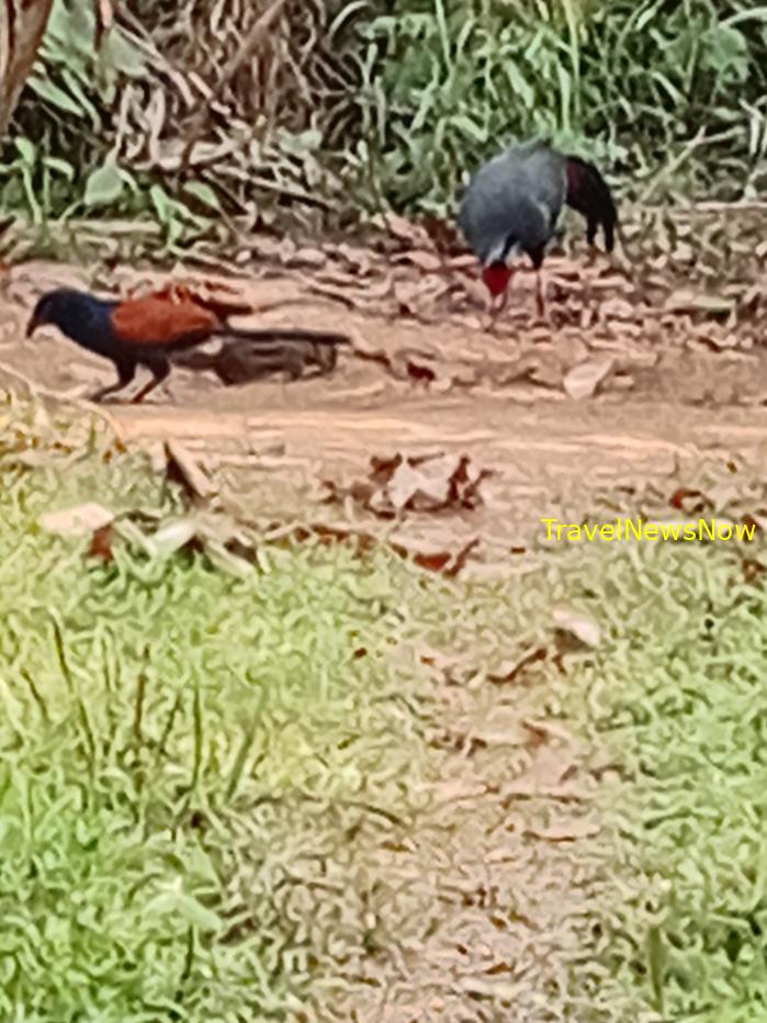 Most popular bird watching sites in Vietnam, Vietnam