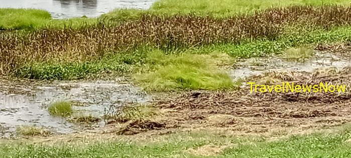 Birding at the Nam Cat Tien National Park in Vietnam Birding at the Nam Cat Tien National Park in Vietnam
