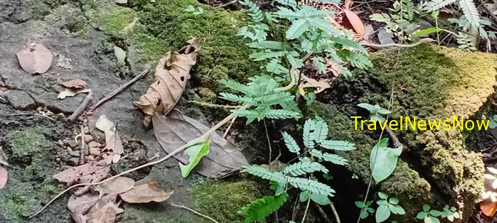 Birding at the Nam Cat Tien National Park in Vietnam Birding at the Nam Cat Tien National Park in Vietnam