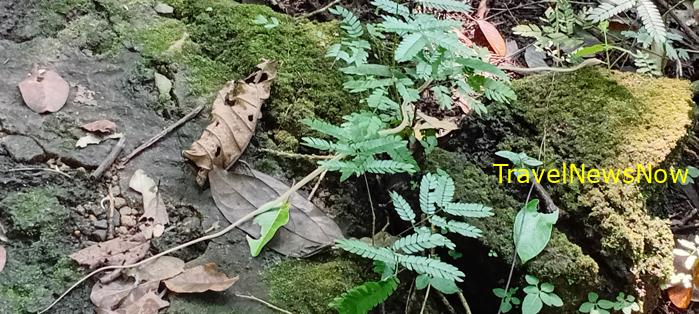 Birding at the Nam Cat Tien National Park in Vietnam Birding at the Nam Cat Tien National Park in Vietnam