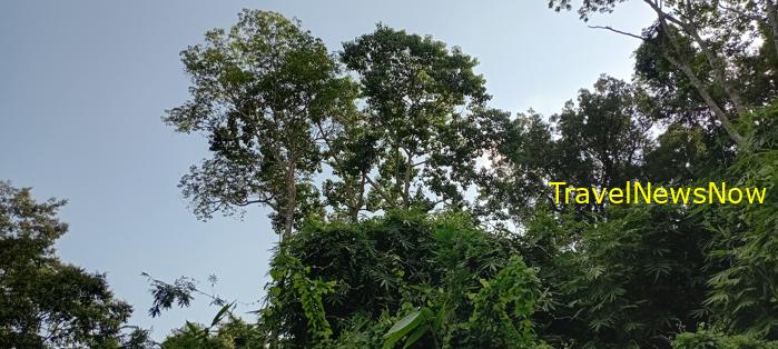 Birding at the Nam Cat Tien National Park in Vietnam Birding at the Nam Cat Tien National Park in Vietnam